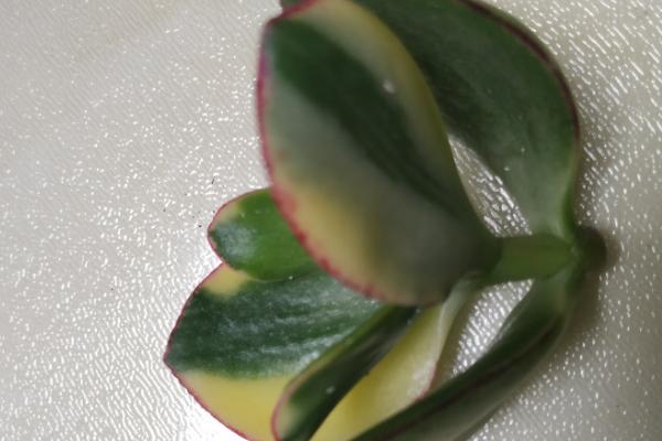 三色花月锦怎么繁殖，对枝条消毒并涂抹生根粉后再插入土壤中