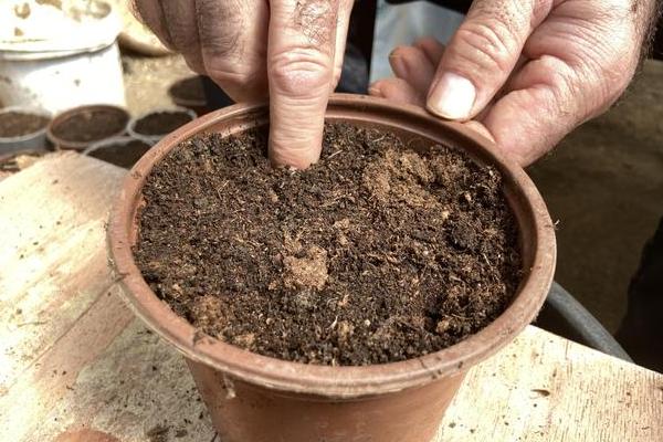 三色花月锦怎么繁殖，对枝条消毒并涂抹生根粉后再插入土壤中