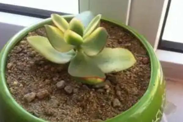 三色花月锦怎么繁殖，对枝条消毒并涂抹生根粉后再插入土壤中