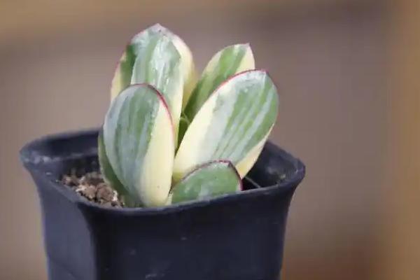 三色花月锦怎么繁殖，对枝条消毒并涂抹生根粉后再插入土壤中