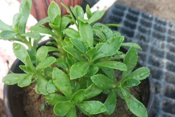 三七盆栽如何种植,用多菌灵对种子消毒后再播种