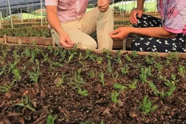 三七盆栽如何种植,用多菌灵对种子消毒后再播种