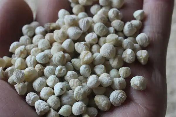 三七盆栽如何种植,用多菌灵对种子消毒后再播种