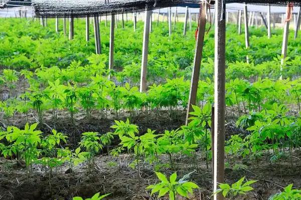 三七盆栽如何种植,用多菌灵对种子消毒后再播种