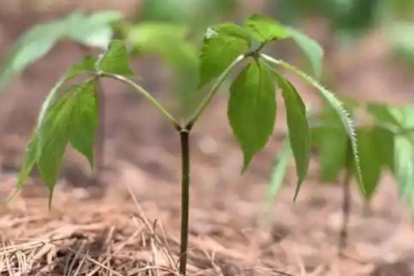 三七盆栽如何种植,用多菌灵对种子消毒后再播种