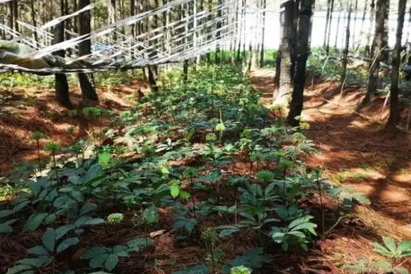 三七盆栽如何种植,用多菌灵对种子消毒后再播种