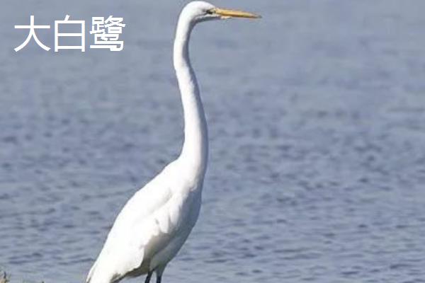 白鹭有什么习性，喜欢成群营巢、常在河边等地方摄食