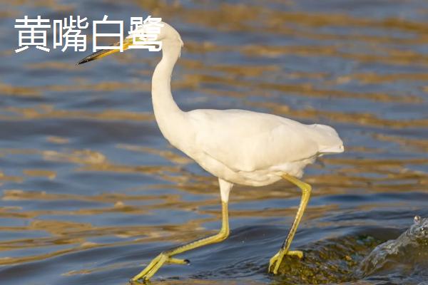 白鹭有什么习性，喜欢成群营巢、常在河边等地方摄食