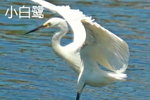 白鹭有什么习性，喜欢成群营巢、常在河边等地方摄食