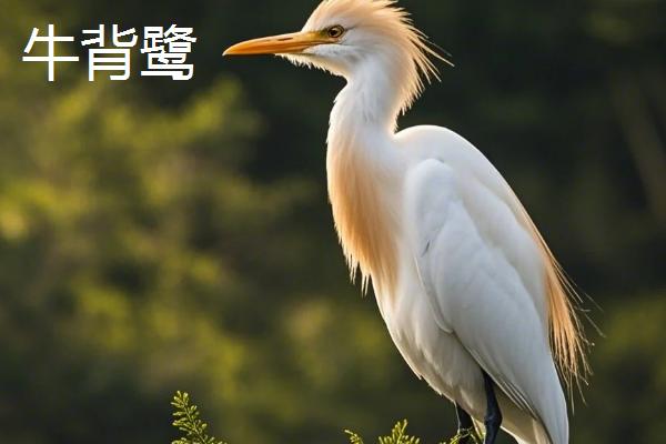白鹭有什么习性，喜欢成群营巢、常在河边等地方摄食