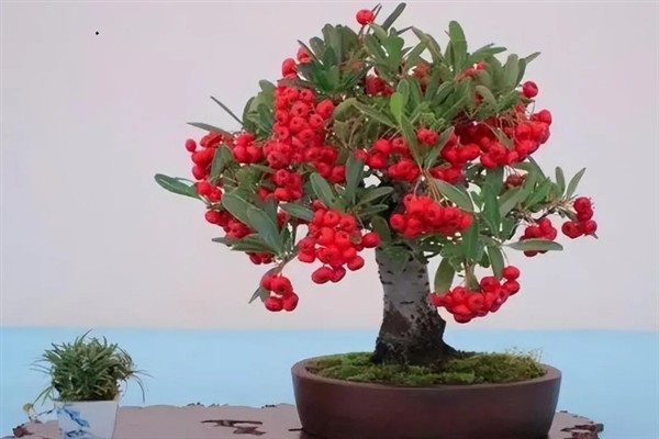 火棘树盆栽的养护要点，关键需做好修剪工作