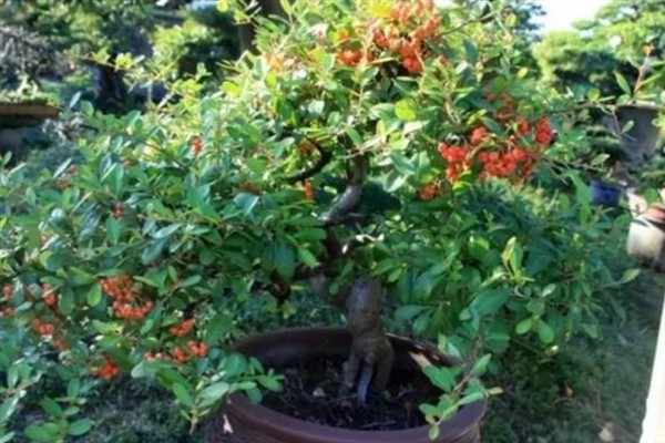火棘树盆栽的养护要点，关键需做好修剪工作