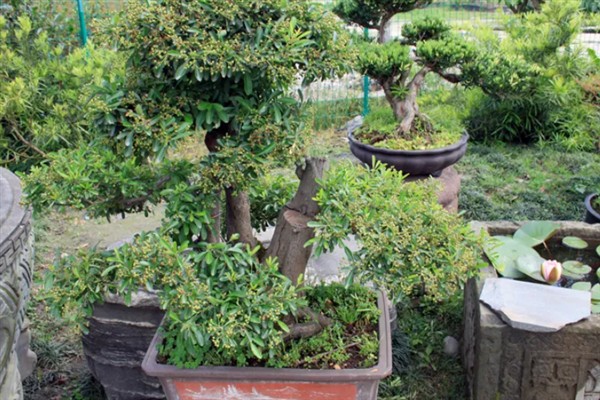 火棘树盆栽的养护要点，关键需做好修剪工作