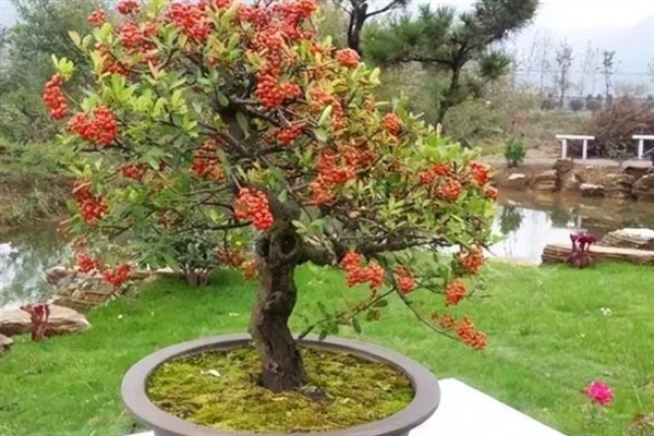 火棘树盆栽的养护要点，关键需做好修剪工作