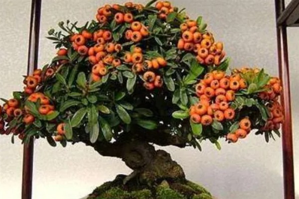 火棘树盆栽的养护要点，关键需做好修剪工作