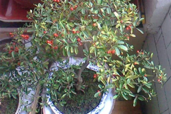 火棘树盆栽的养护要点，关键需做好修剪工作