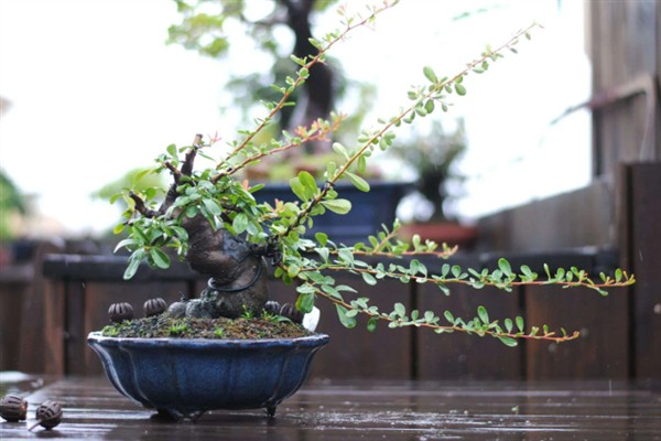 火棘树盆栽的养护要点，关键需做好修剪工作