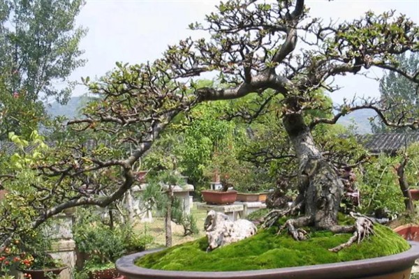 火棘树盆栽的养护要点，关键需做好修剪工作