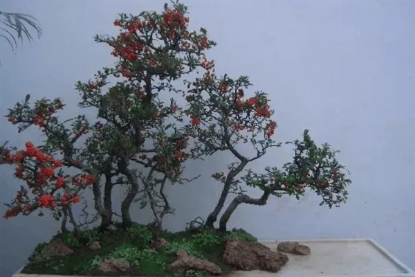 火棘树盆栽的养护要点，关键需做好修剪工作