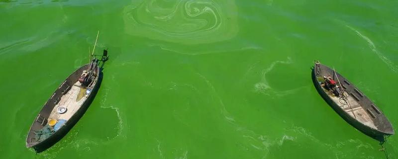 池塘蓝藻爆发的原因,可能是不合理的施肥所致