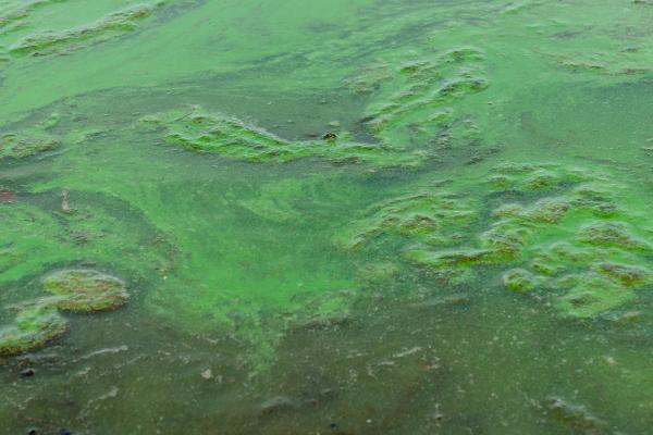 池塘蓝藻爆发的原因,可能是不合理的施肥所致