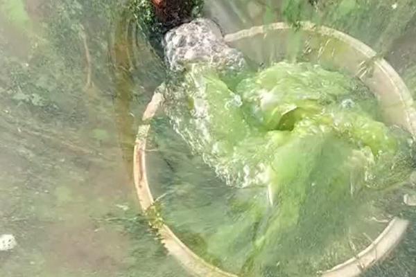 池塘蓝藻爆发的原因,可能是不合理的施肥所致