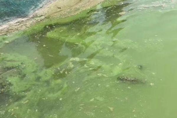 池塘蓝藻爆发的原因,可能是不合理的施肥所致