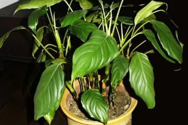 万年青的简介,属于多年生草本植物