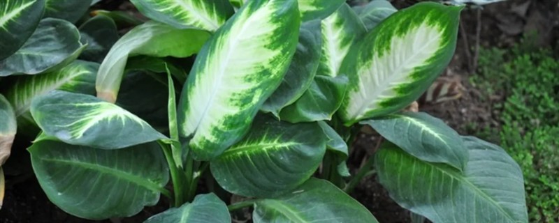 万年青的简介，属于多年生草本植物