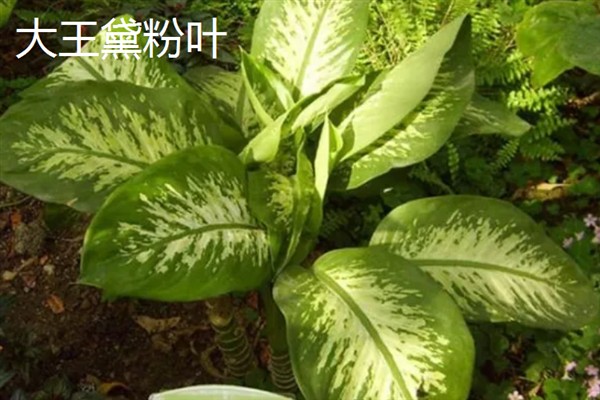 万年青的简介,属于多年生草本植物