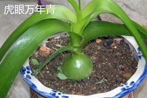 万年青的简介,属于多年生草本植物
