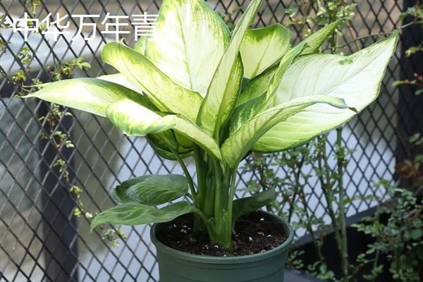 万年青的简介,属于多年生草本植物