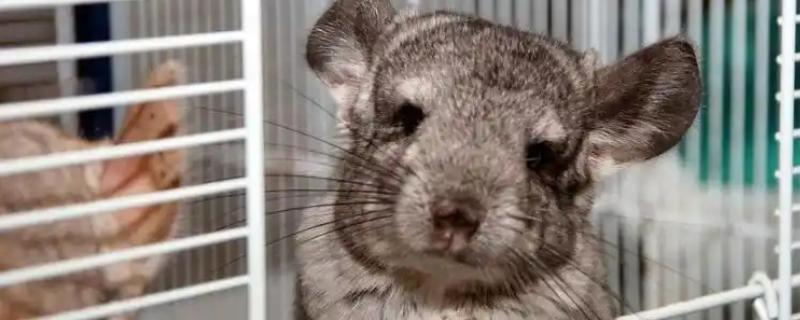 龙猫中暑了怎么处理,需及时采取降温措施