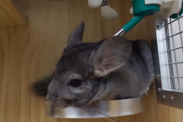 龙猫中暑了怎么处理，需及时采取降温措施