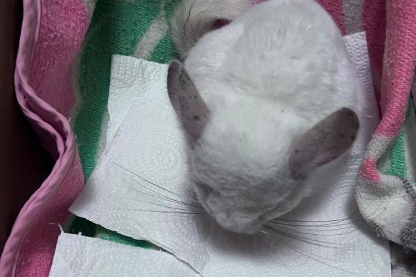 龙猫中暑了怎么处理，需及时采取降温措施