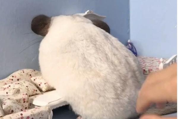 龙猫中暑了怎么处理，需及时采取降温措施