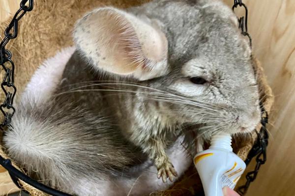 龙猫中暑了怎么处理，需及时采取降温措施