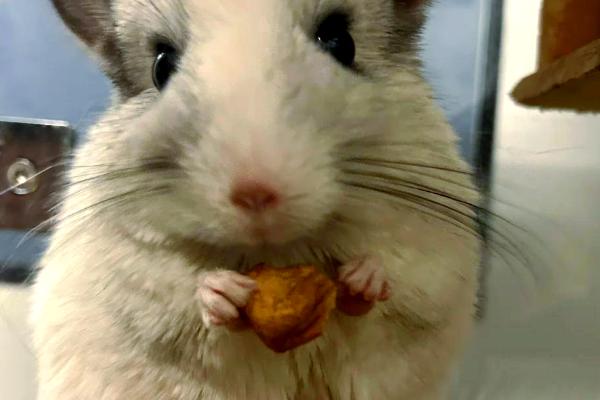 龙猫中暑了怎么处理，需及时采取降温措施