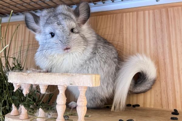 龙猫中暑了怎么处理，需及时采取降温措施