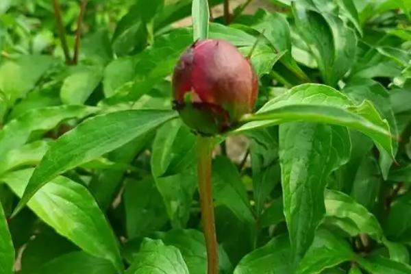 芍药花和牡丹花的区别是什么，叶子和根茎均不同