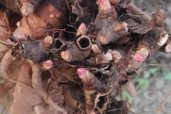 芍药花和牡丹花的区别是什么，叶子和根茎均不同