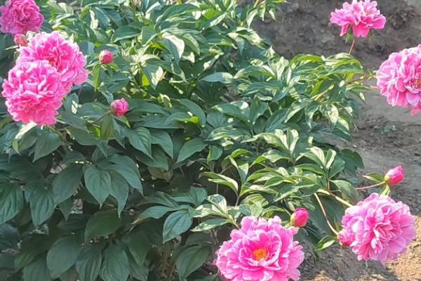 芍药花和牡丹花的区别是什么，叶子和根茎均不同