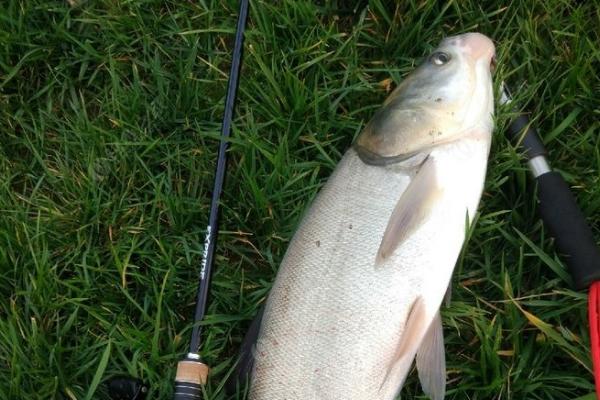 钓白鲢鱼用哪种饵料,酌情选择自制饵或商品饵