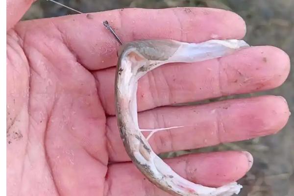 钓白鲢鱼用哪种饵料,酌情选择自制饵或商品饵