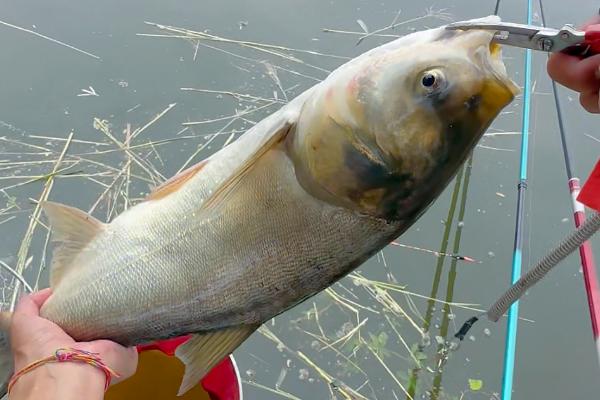 钓白鲢鱼用哪种饵料,酌情选择自制饵或商品饵