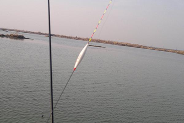 钓白鲢鱼用哪种饵料,酌情选择自制饵或商品饵