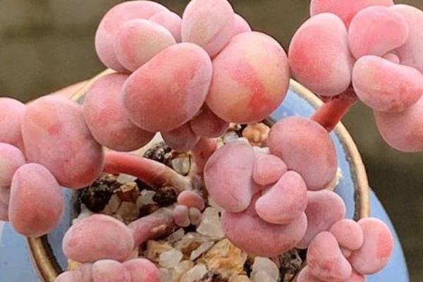 桃之卵的生长习性，喜温暖、干燥的环境