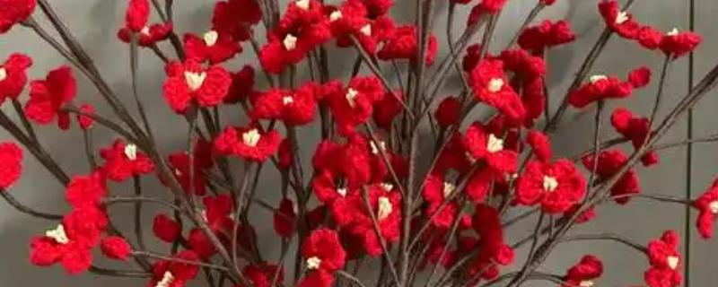 水养干枝梅的存活时间，管理得当可存活3-5年左右