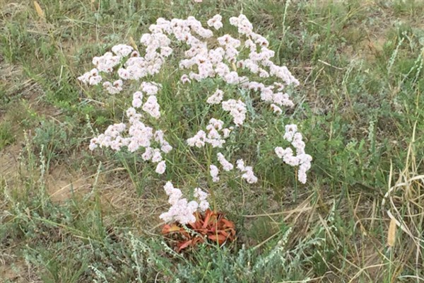 水养干枝梅的存活时间,管理得当可存活3-5年左右