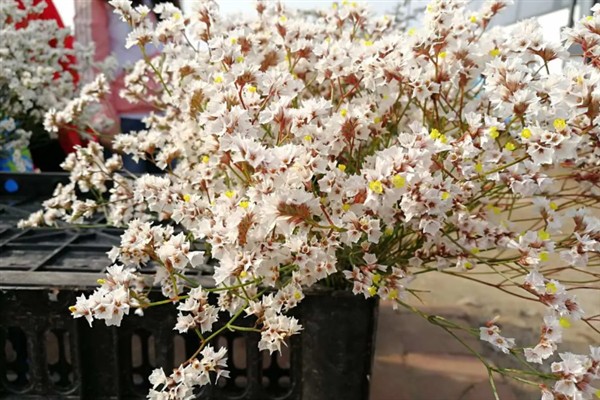 水养干枝梅的存活时间,管理得当可存活3-5年左右